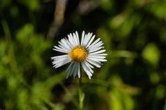 Erigeron simplex
