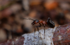 Formica rufa