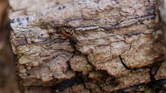Formica rufa