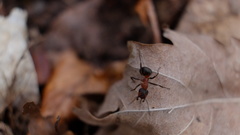 Formica rufa