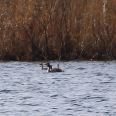 Podiceps auritus