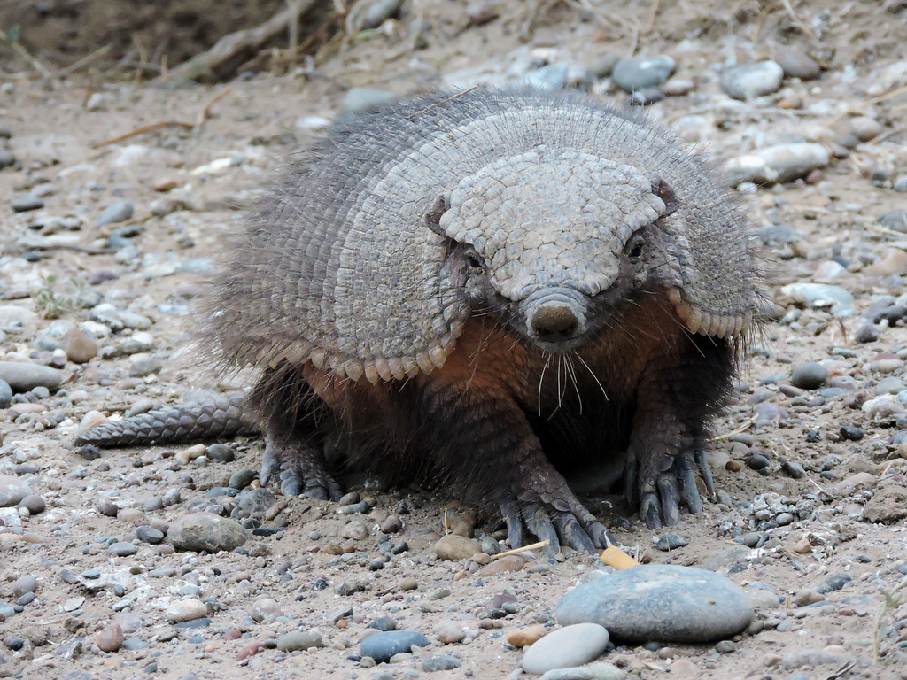 Hairy and Pygmy Armadillos