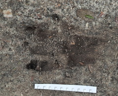 Papio ursinus ursinus