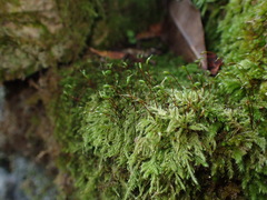 Trichosteleum perchlorosum