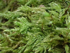 Trichosteleum perchlorosum