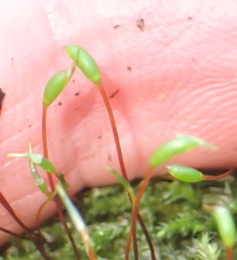 Trichosteleum perchlorosum