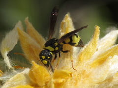 Parodontodynerus ephippium