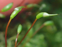 Trichosteleum perchlorosum