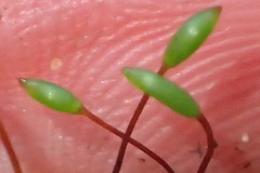 Trichosteleum perchlorosum