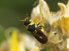 Parodontodynerus ephippium