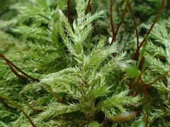 Trichosteleum perchlorosum