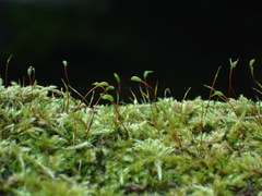 Trichosteleum perchlorosum