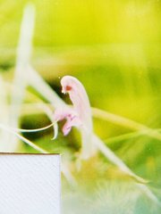 Pedicularis sylvatica