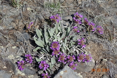 Phoenicaulis cheiranthoides
