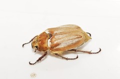 Melolontha albida