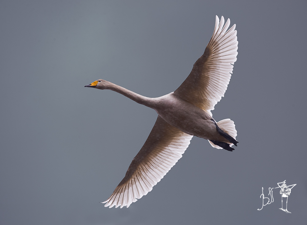 Whooper Swan (Cygnus cygnus)