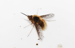 Bombylius medius