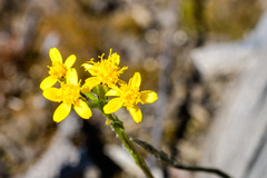 Packera streptanthifolia