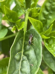 Diplazon laetatorius