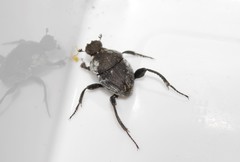 Sisyphus schaefferi schaefferi