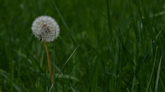 Taraxacum