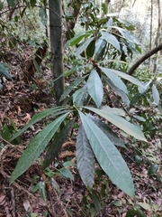 Lindera megaphylla
