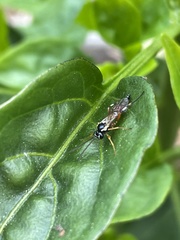 Diplazon laetatorius