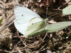 Pieris rapae