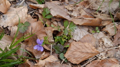 Viola