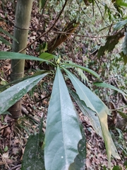 Lindera megaphylla