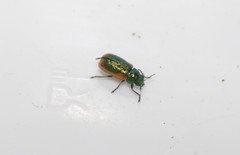 Smaragdina limbata