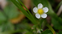 Fragaria vesca