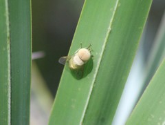 Chlorotabanus crepuscularis