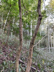 Lindera megaphylla