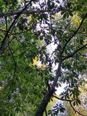 Lindera megaphylla