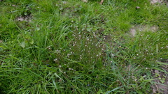 Cardamine hirsuta