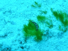 Thuridilla picta