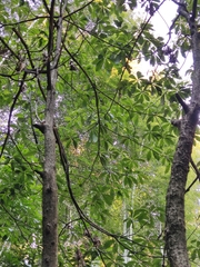 Lindera megaphylla
