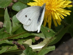 Pieris rapae