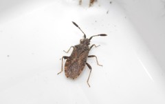 Strobilotoma typhaecornis