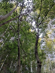 Lindera megaphylla