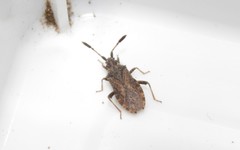 Strobilotoma typhaecornis