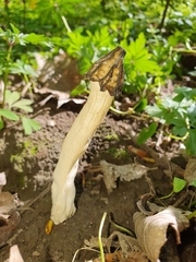 Morchella semilibera