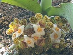 Gastrochilus