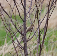 Passerculus sandwichensis