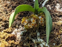 Gastrochilus