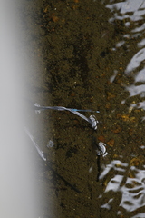 Pseudagrion microcephalum