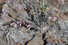 Arabis nuttallii