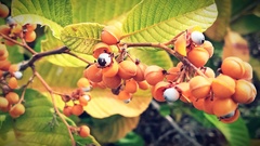 Dilleniaceae