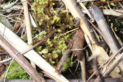 Aulacomnium palustre